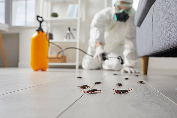 Post-Treatment Bed Bug Interceptor Monitoring in Grand Marais
